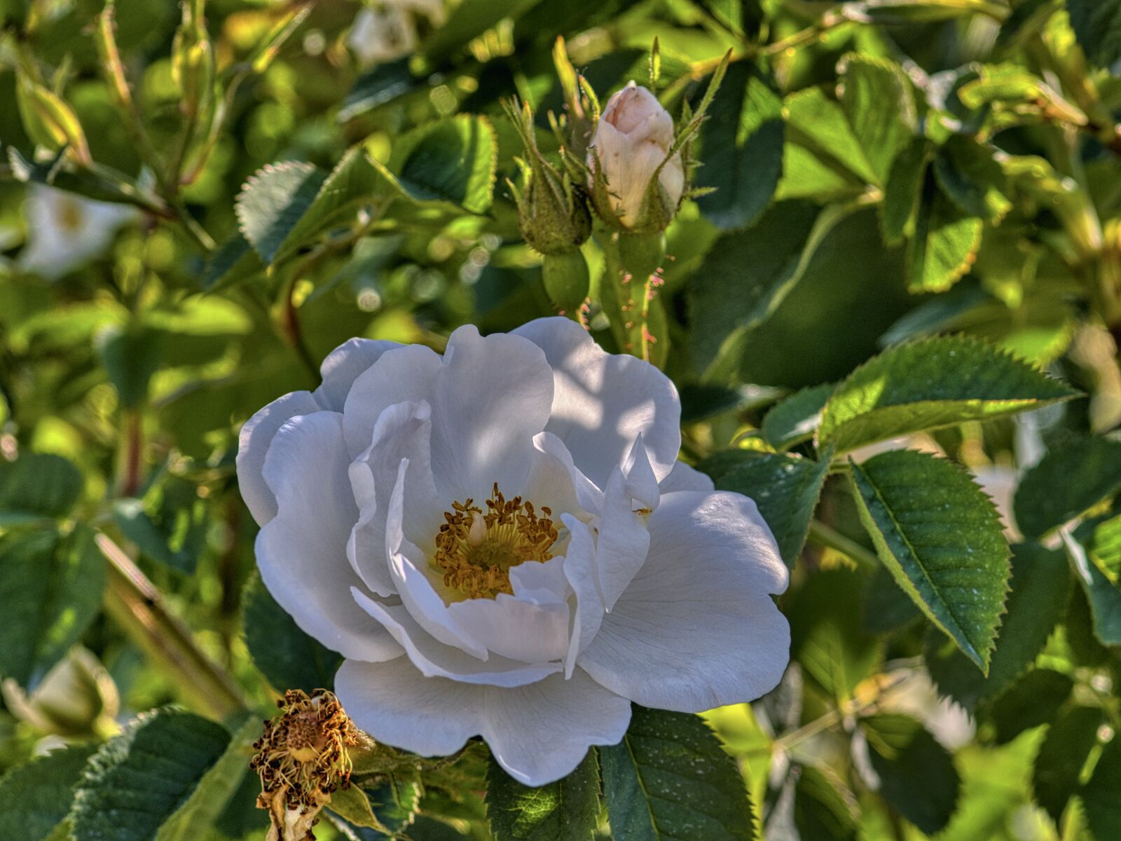 Nikon D7500 sample photo. Rose bloom, blossom, bloom photography