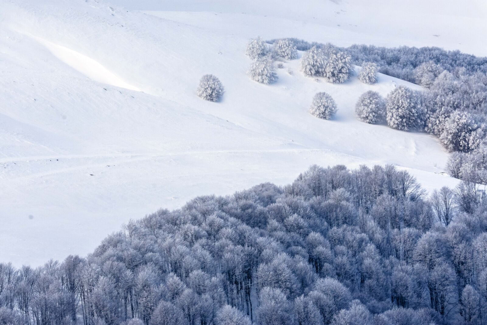 Nikon D7200 sample photo. Snow, trees, winter photography