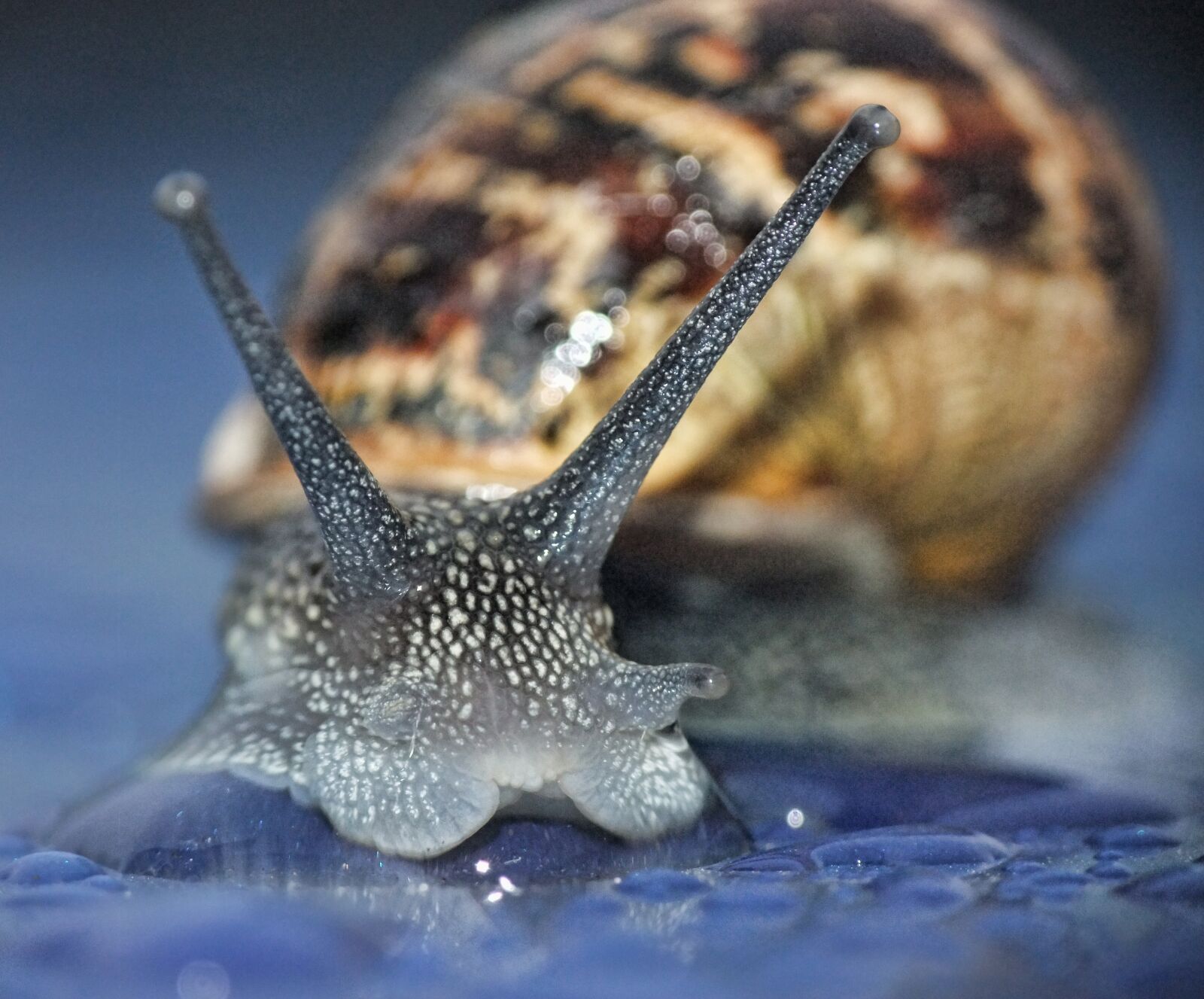 FujiFilm FinePix S200EXR (FinePix S205EXR) sample photo. Snail, macro, curious photography