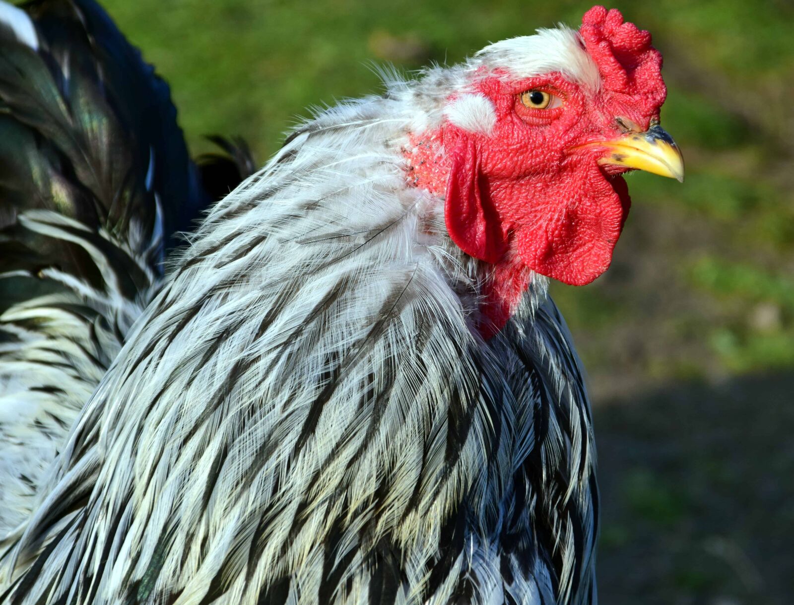 Nikon D3300 sample photo. Portrait, bird, poultry, beak photography