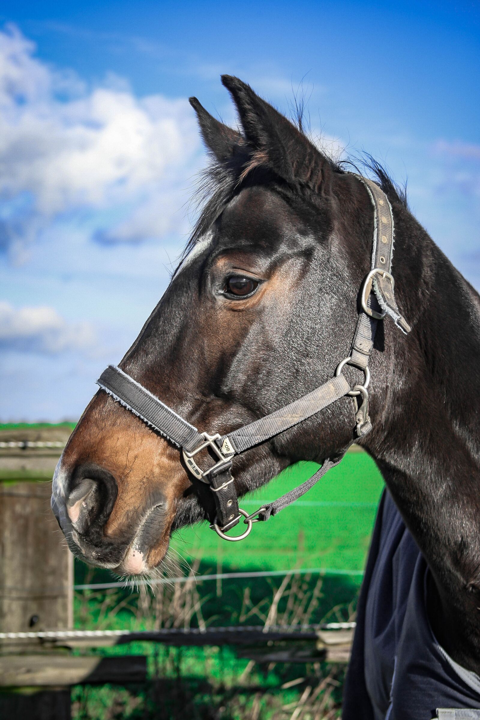 Canon EOS-1D Mark III sample photo. Warmblut, horse, mare photography