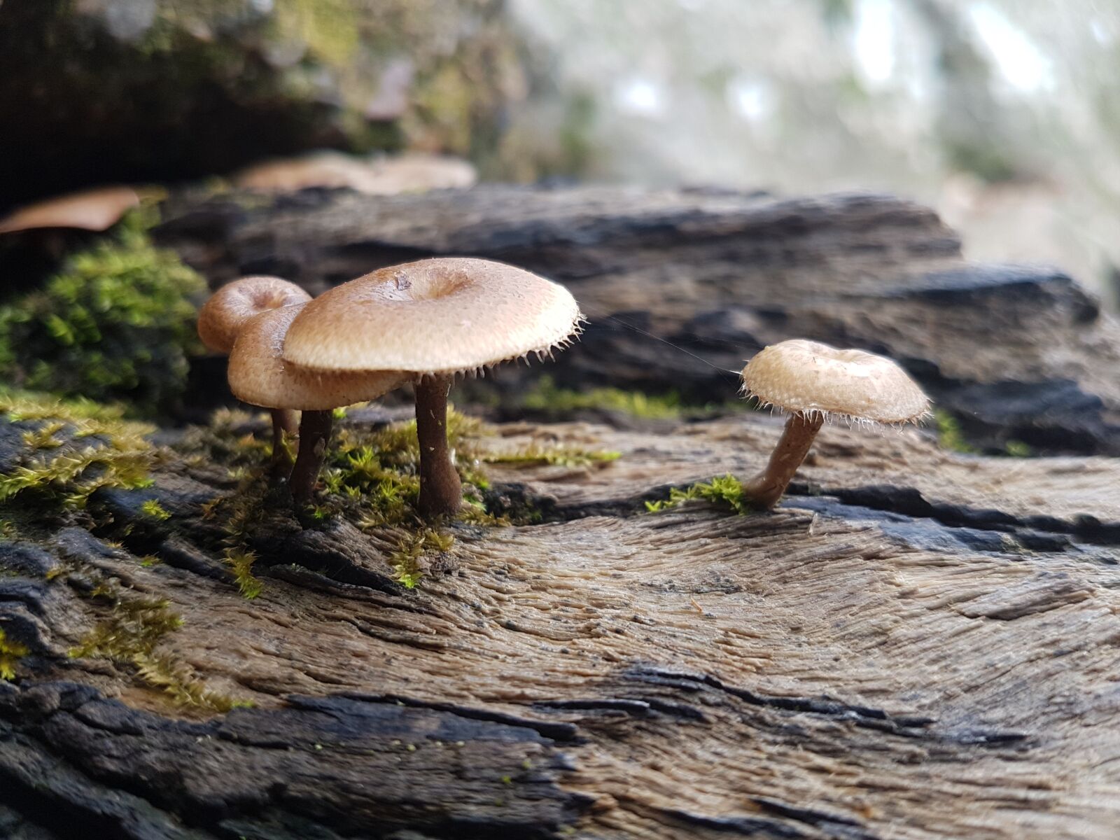 Samsung Galaxy S7 sample photo. Mushroom, rainforest, australia photography
