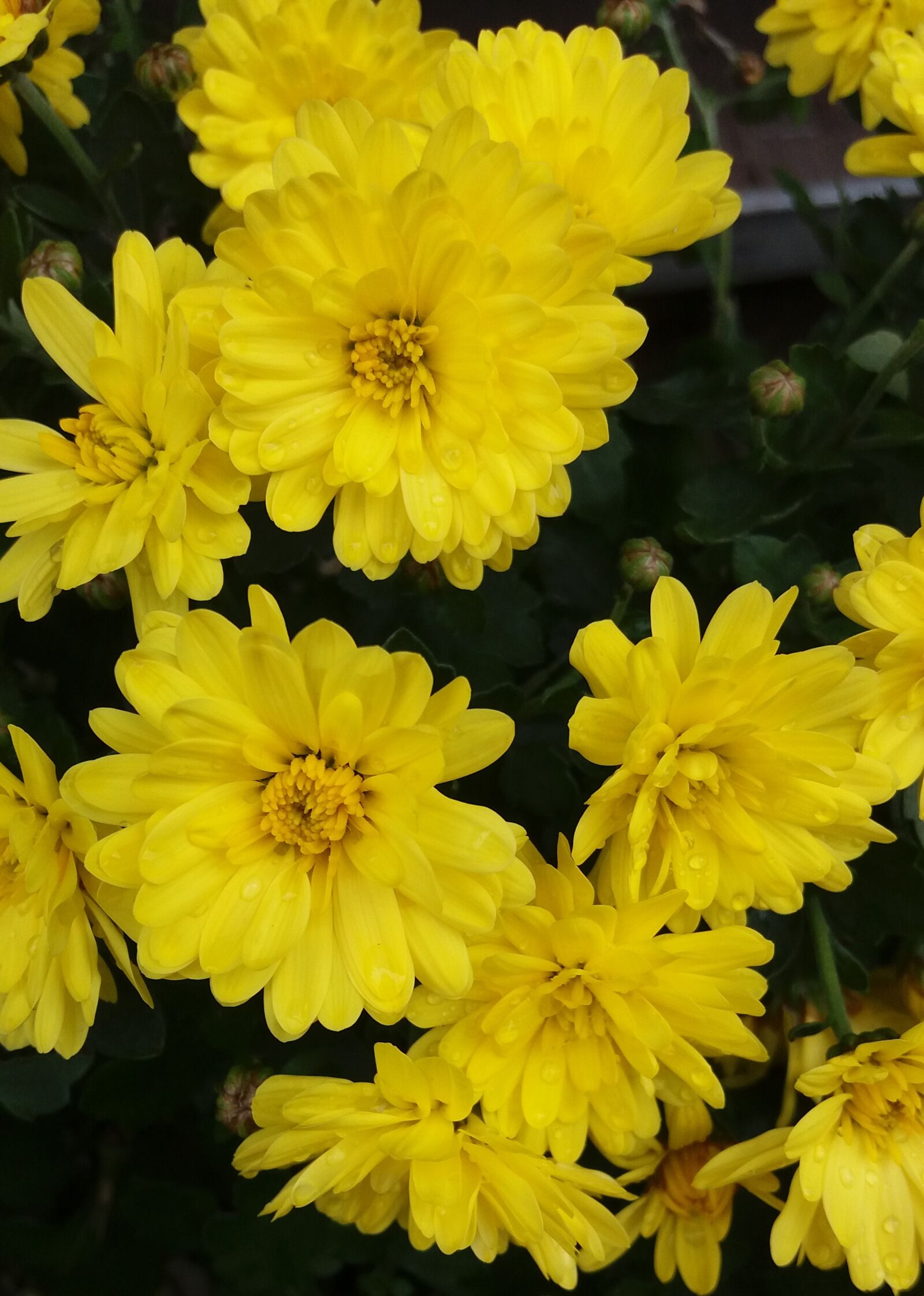 Samsung Galaxy J5 sample photo. Flowers, floral, spring photography