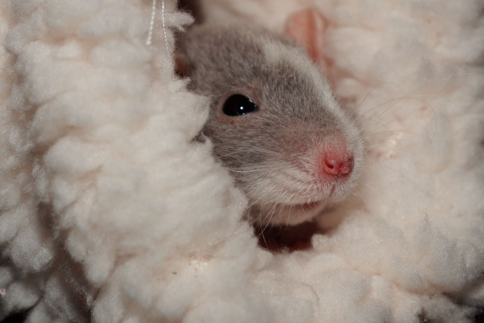 Sony SLT-A68 + MACRO 50mm F2.8 sample photo. Color rat, cuddly, comfortable photography