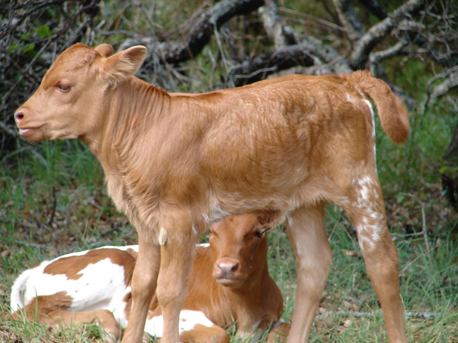 Sony DSC-H1 sample photo. Calf, baby, cow photography