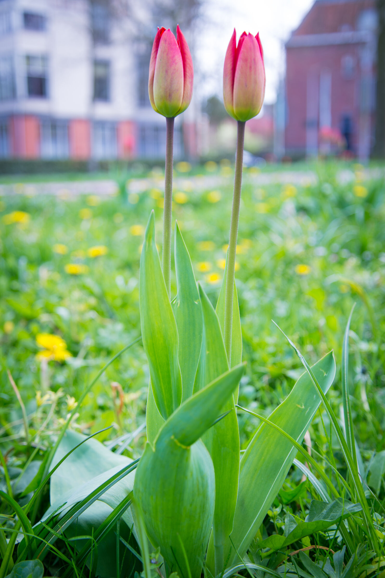 Nikon D600 sample photo. Flora, grass, green, leaf photography