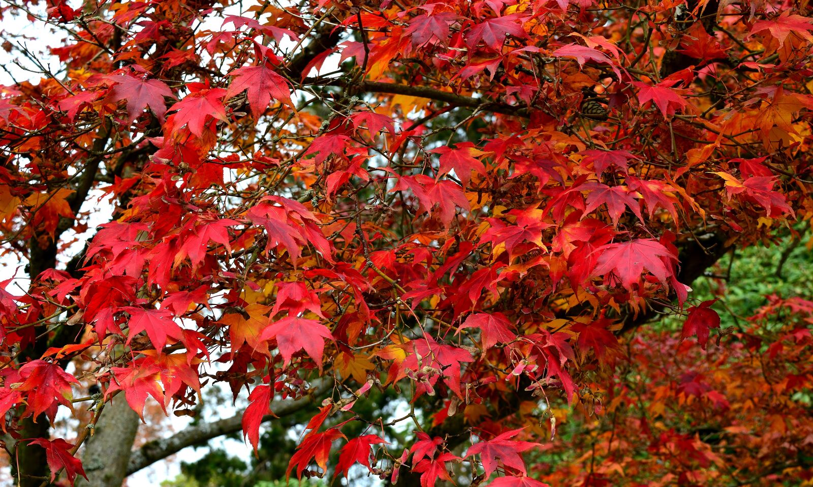 Nikon D5200 sample photo. Leaf, autumn, season photography