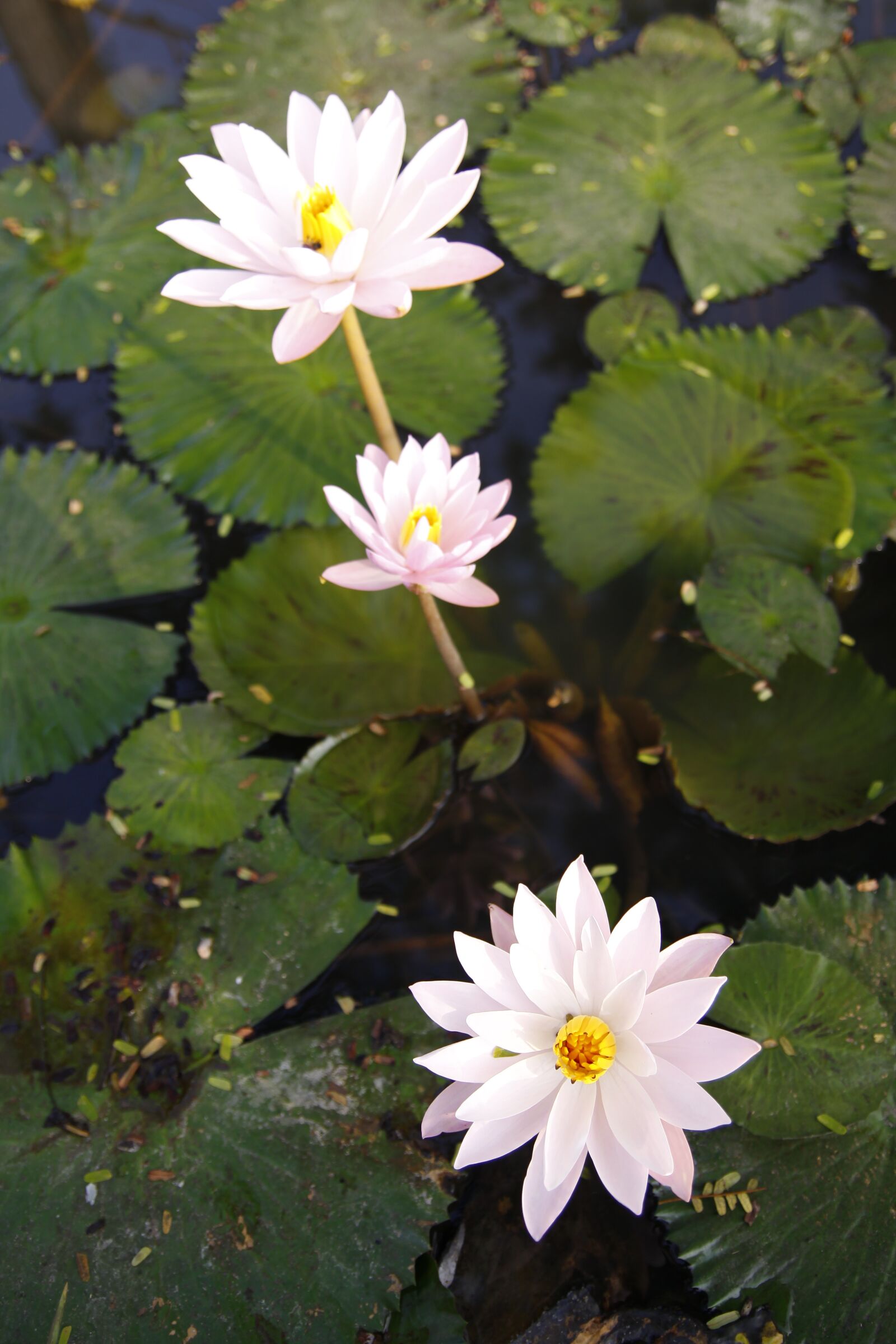 Canon EOS 50D sample photo. Water lily, pond, blossom photography