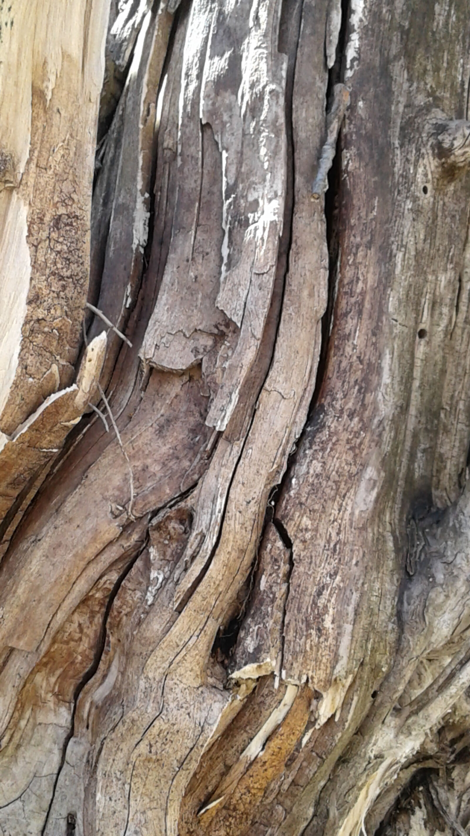 Samsung Galaxy On5 sample photo. Tree, bark, tree, texture photography