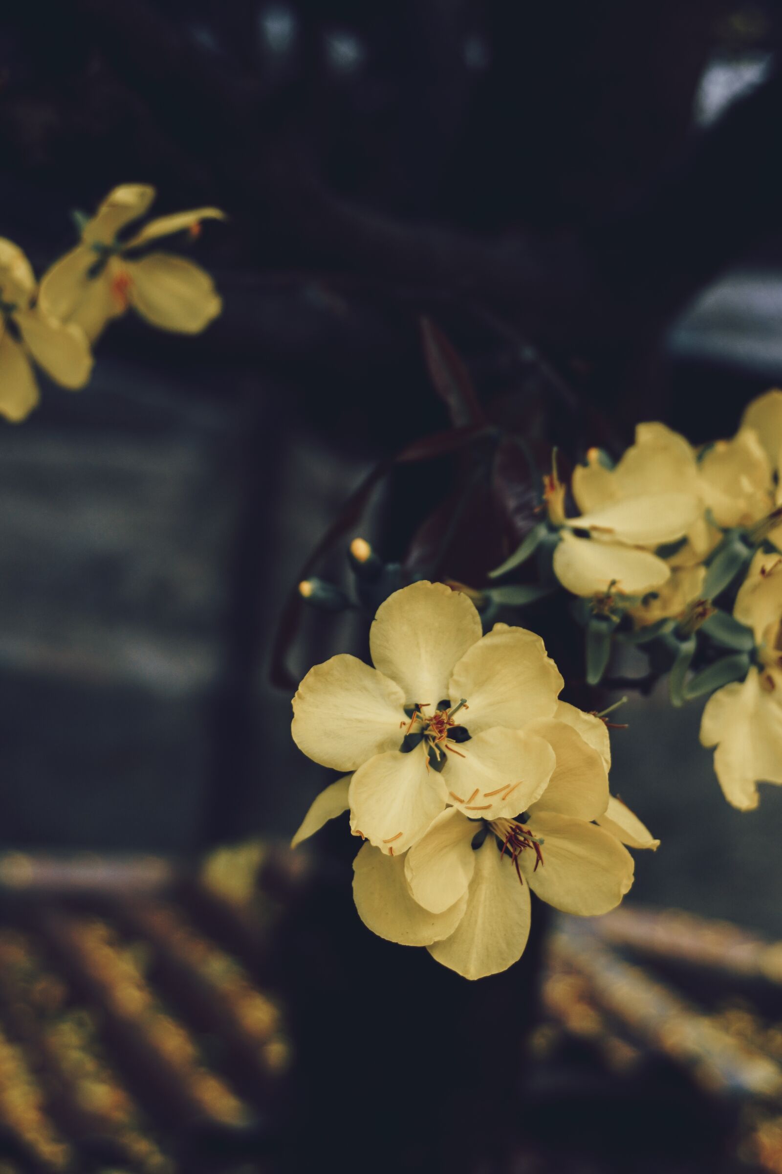 Sony a6000 sample photo. Sonya6000, bloom, spring photography