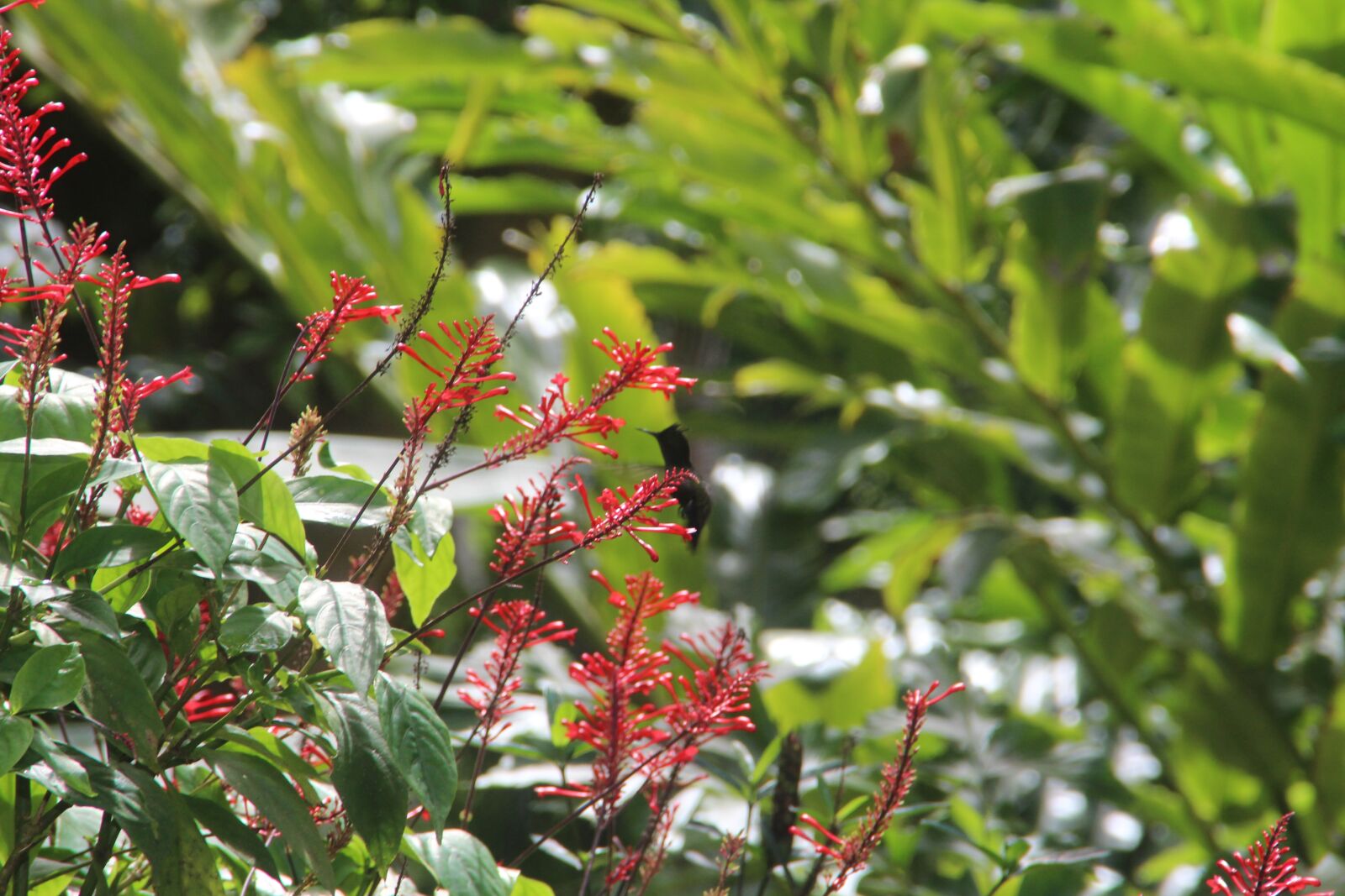 Canon EOS 650D (EOS Rebel T4i / EOS Kiss X6i) sample photo. Hummingbird, barbados, nature photography