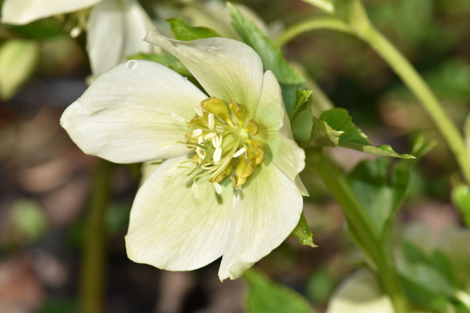 Nikon D5500 sample photo. Christmas rose, spring, plant photography