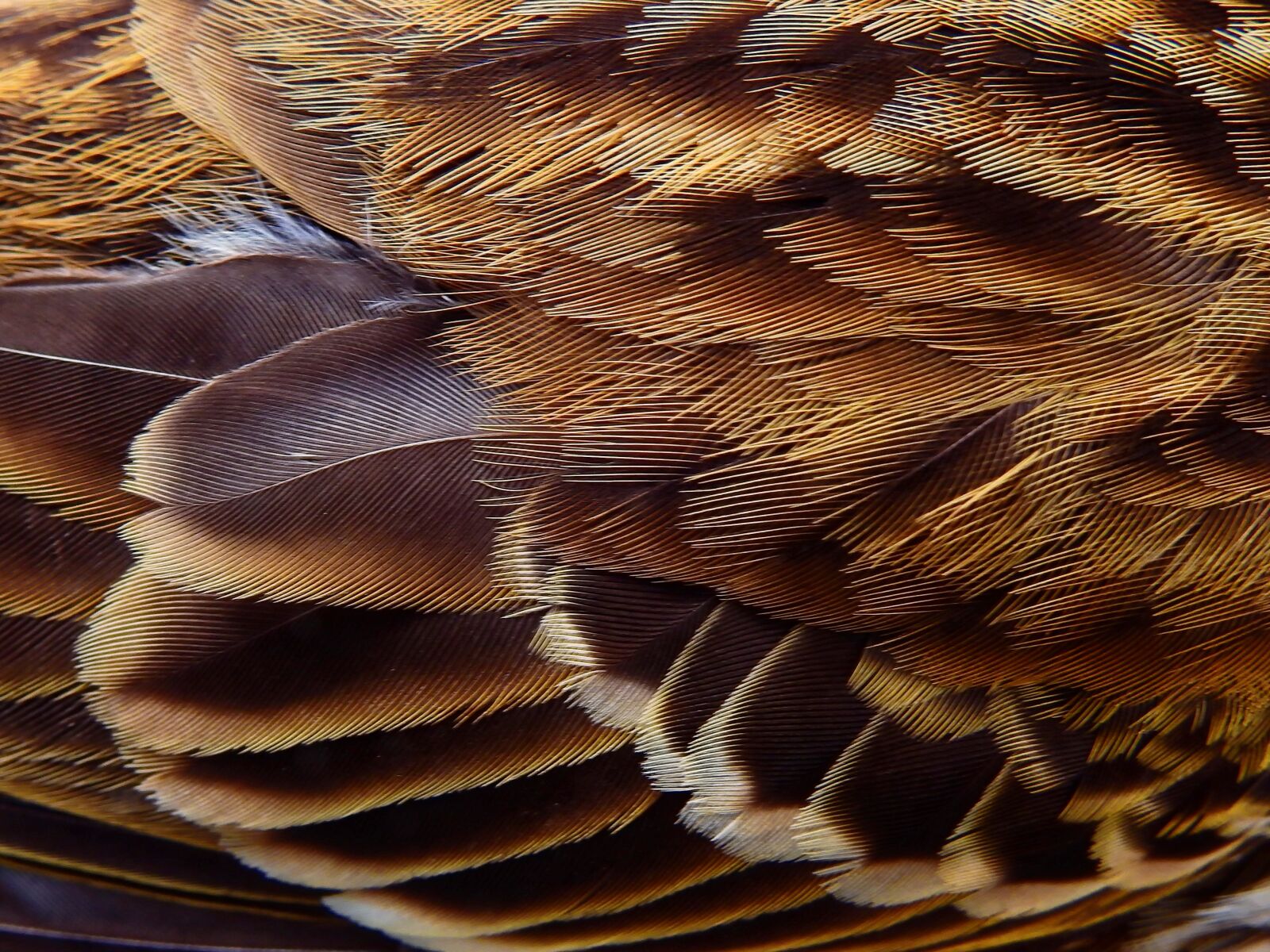 Nikon Coolpix P900 sample photo. Bird, feather, animal photography