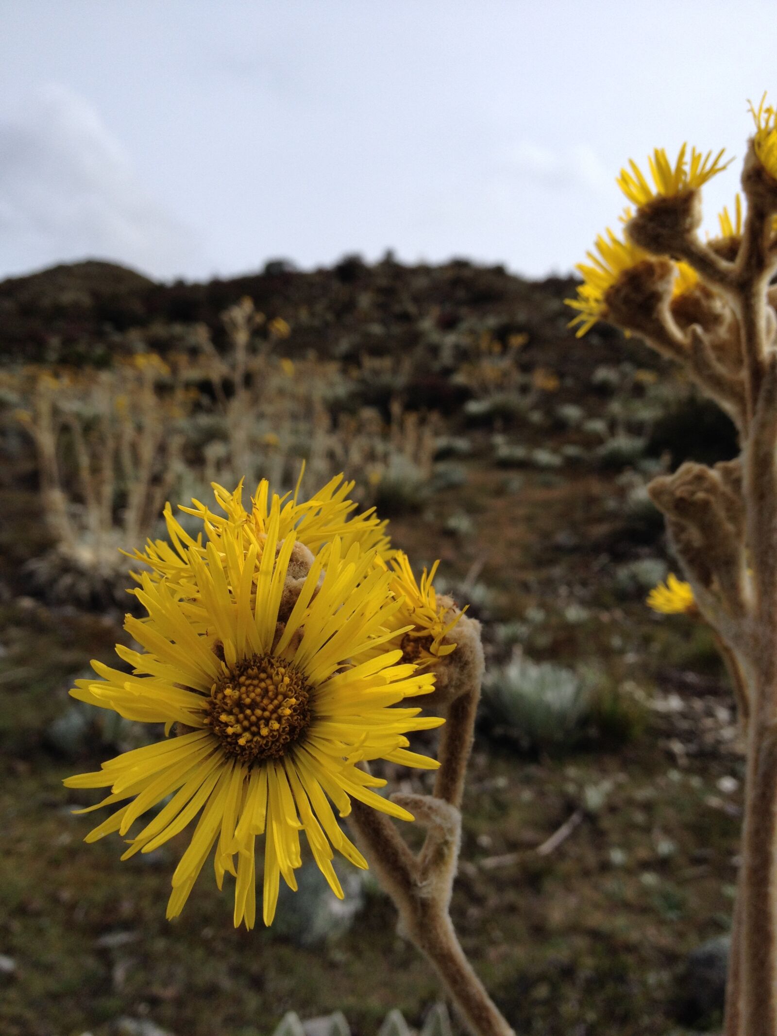 iPhone 4S back camera 4.28mm f/2.4 sample photo. Frailejon, flower, moor photography