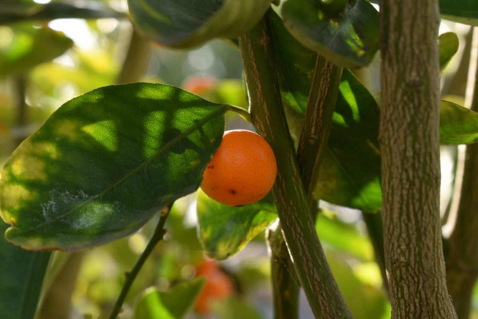 Nikon D3500 sample photo. Citrus tree, calamansi, asian photography