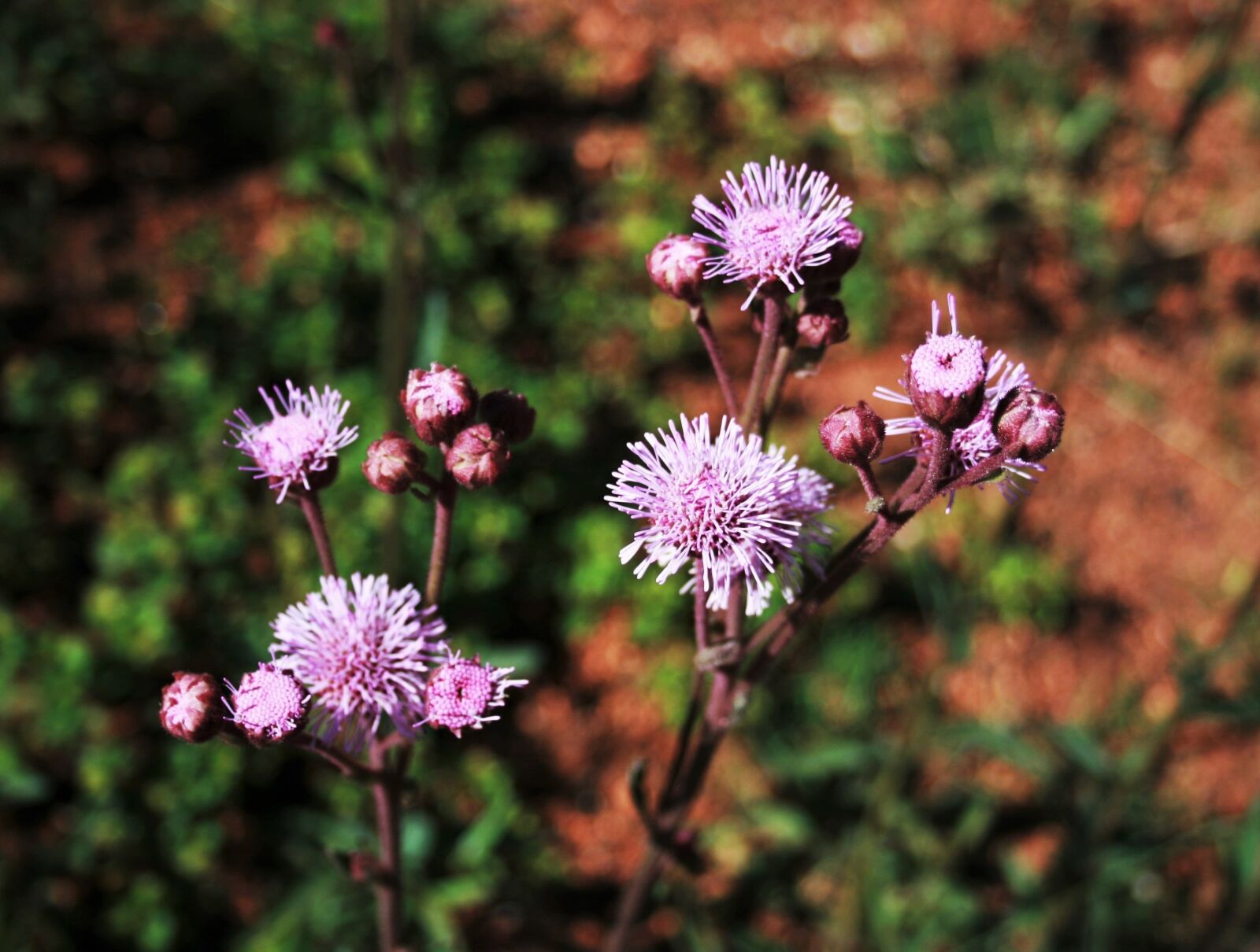 Canon EOS 400D (EOS Digital Rebel XTi / EOS Kiss Digital X) sample photo. Pink thistle, flower, pink photography