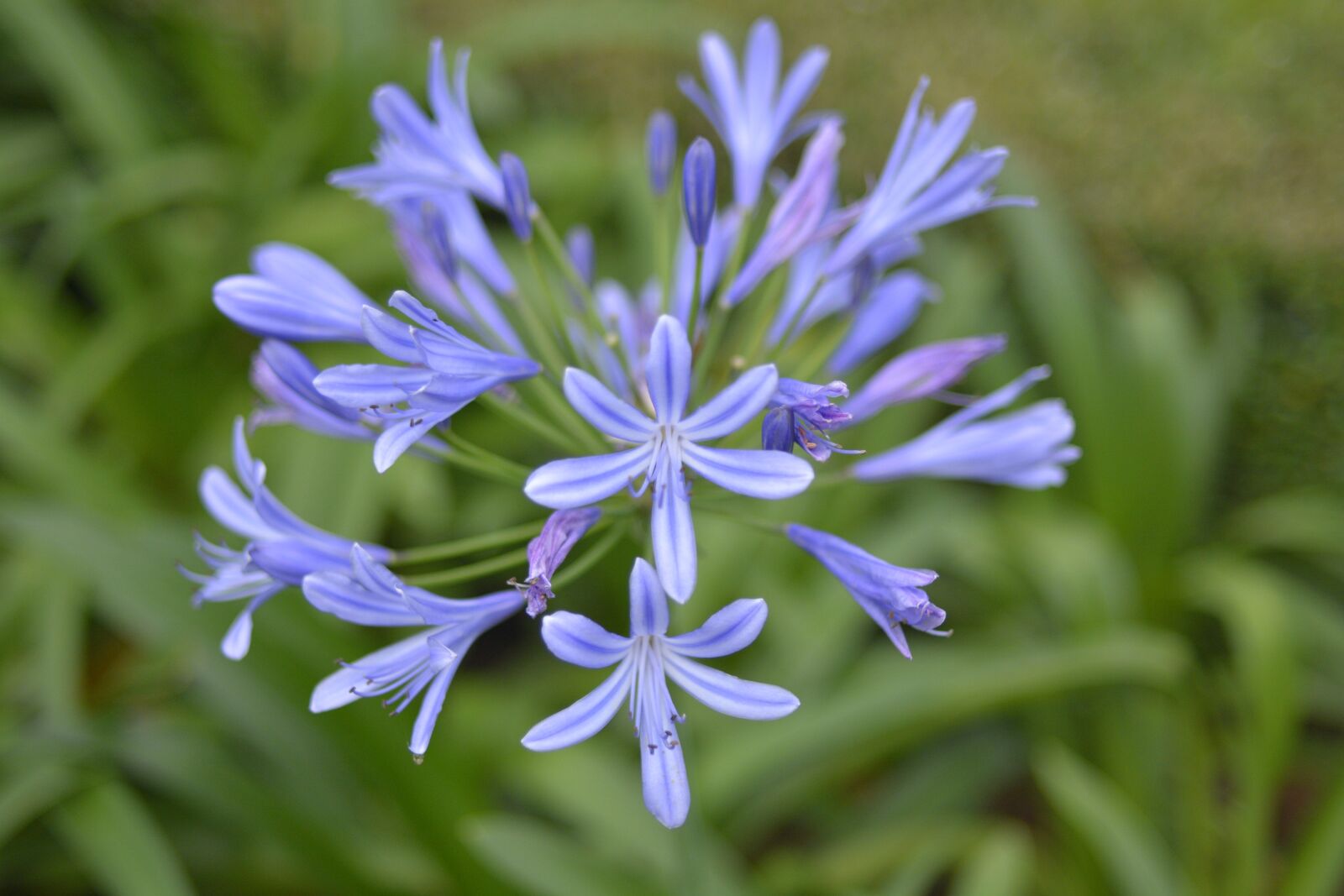 Nikon D7100 sample photo. Park, flower flowers, day photography