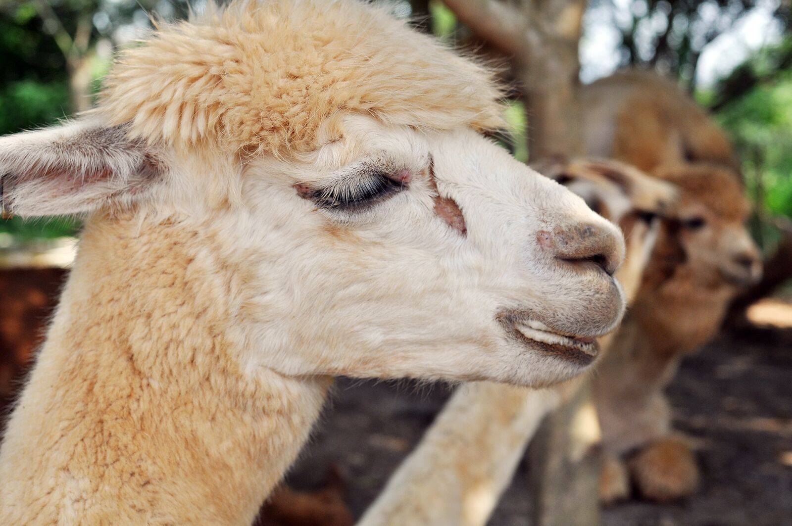 Nikon D5000 sample photo. Llama, pet, zoo photography
