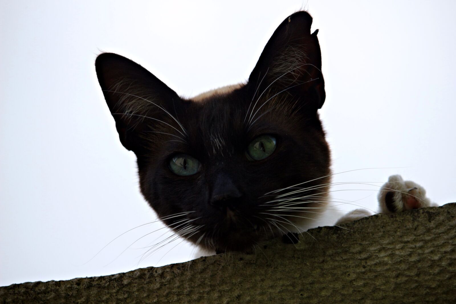 Canon EOS 100D (EOS Rebel SL1 / EOS Kiss X7) sample photo. Cat, mieze, siam photography