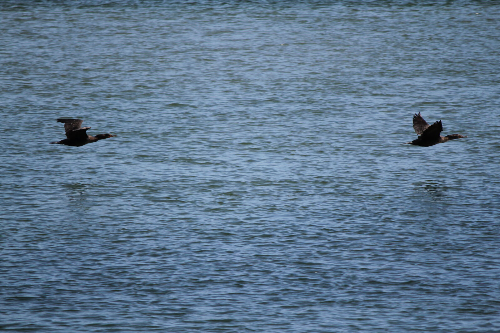 Canon EF-S 55-250mm F4-5.6 IS sample photo. Ocean, water photography