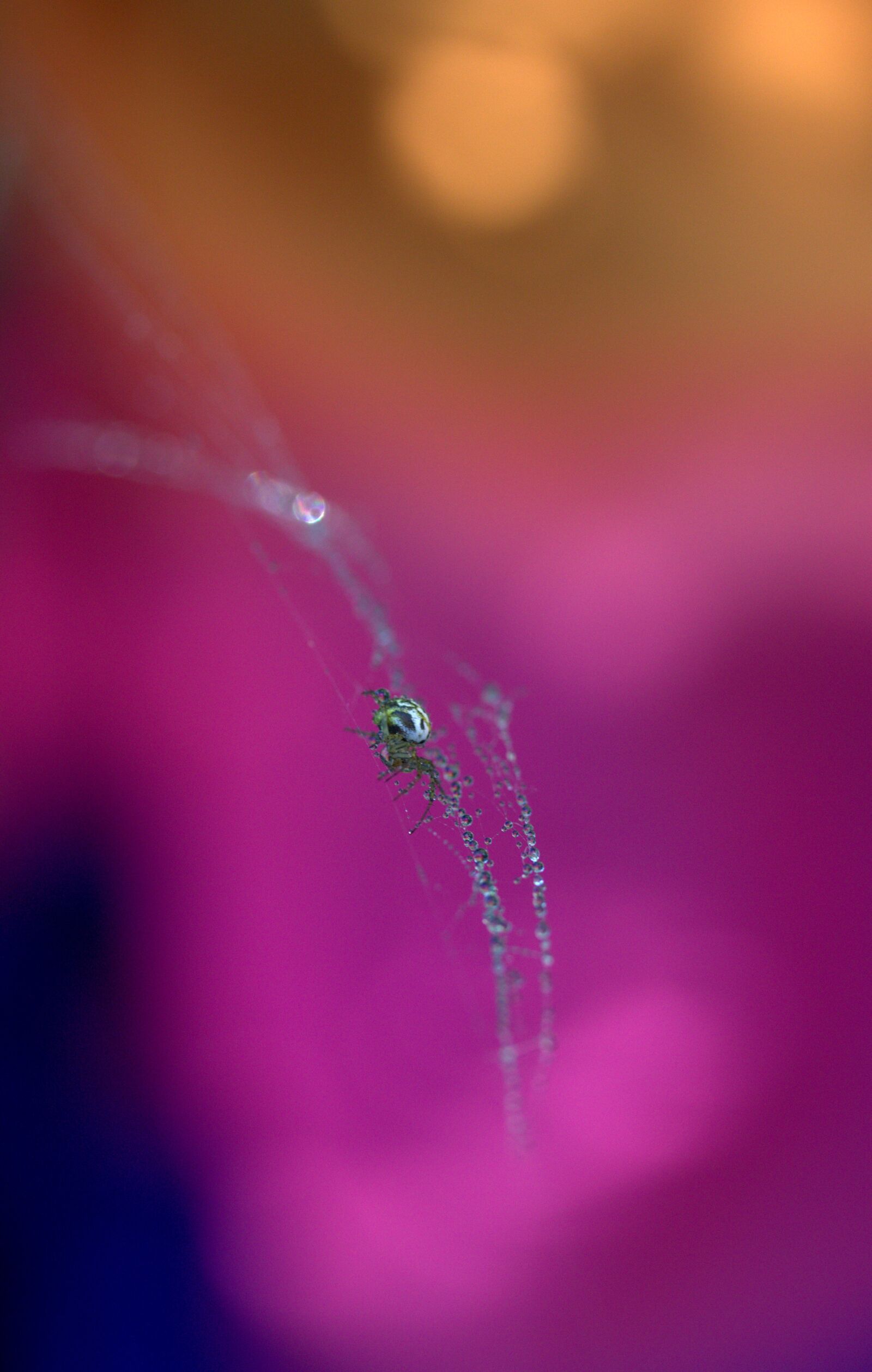 Canon EF-S 60mm F2.8 Macro USM sample photo. Spider, spider web, drops photography