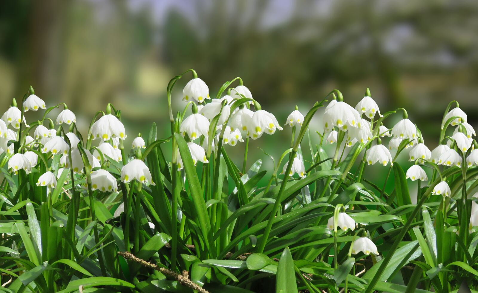 Canon PowerShot SX710 HS sample photo. Spring, snowflake, spring flower photography
