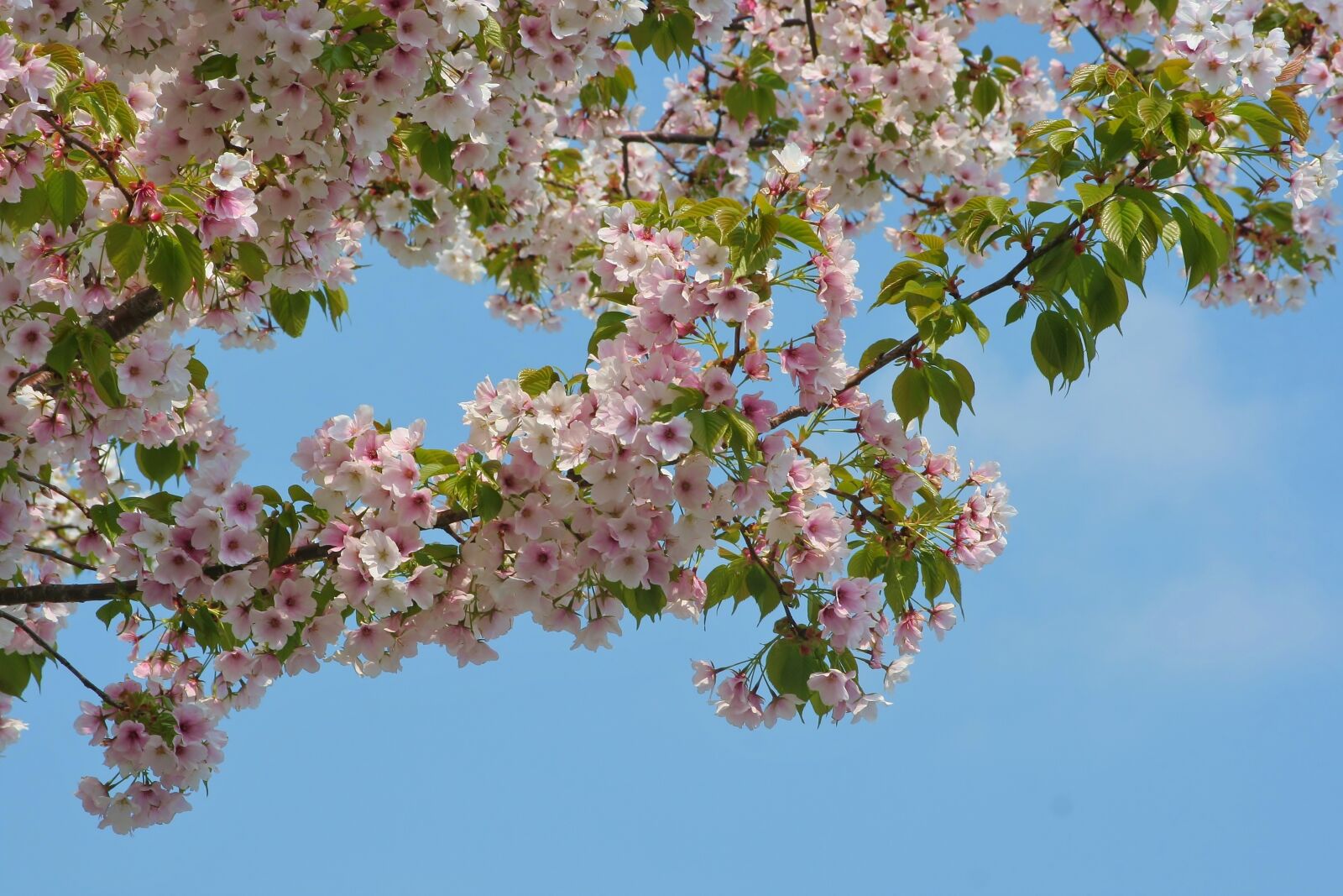 Canon EOS 350D (EOS Digital Rebel XT / EOS Kiss Digital N) sample photo. Wild cherry, cherry blossoms photography