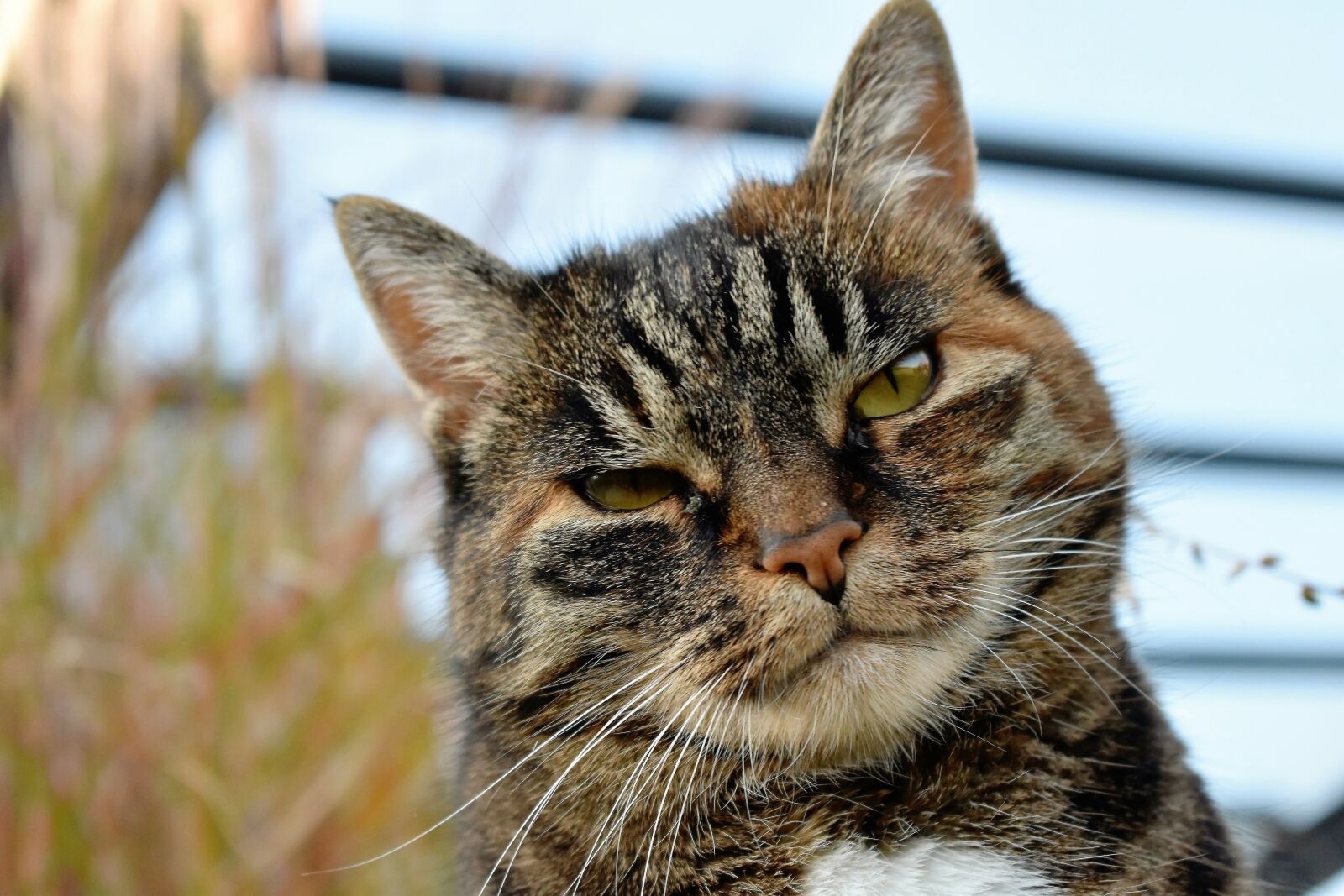 Nikon D5500 sample photo. Cat, animal, mackerel photography