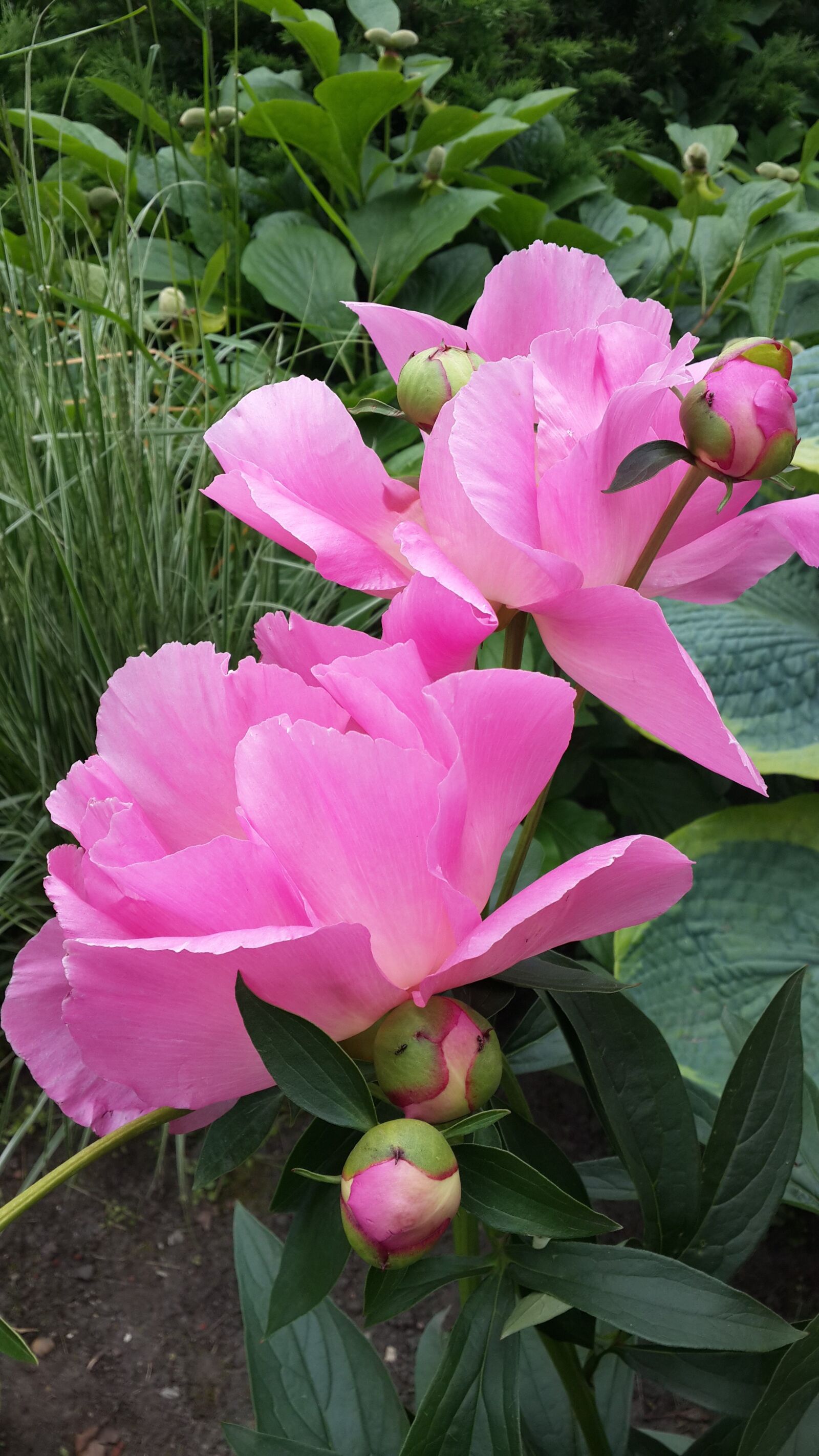Samsung Galaxy S4 sample photo. Pink peonies, pink flowers photography
