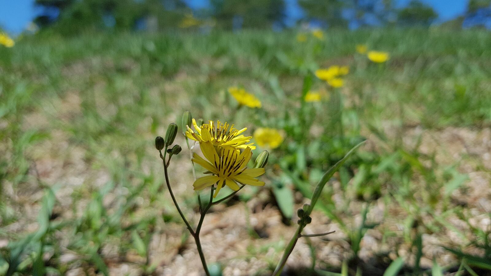 Samsung SM-N950N sample photo. East, korea, spring flower photography