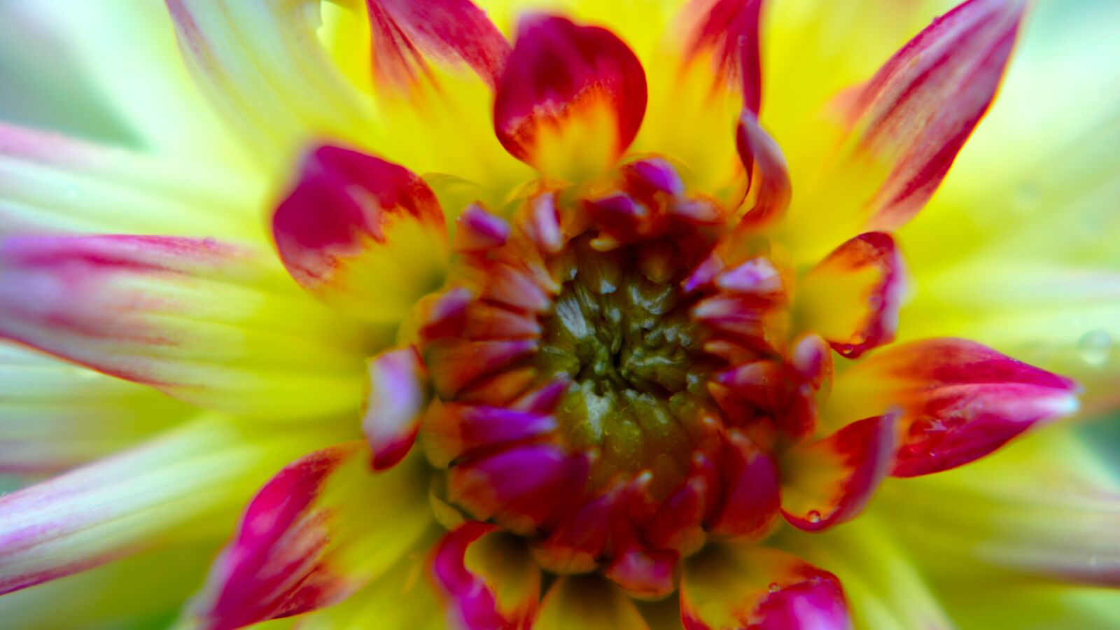 Sony a6400 + E 50mm F1.8 OSS sample photo. Dahlia, blossom, bloom photography