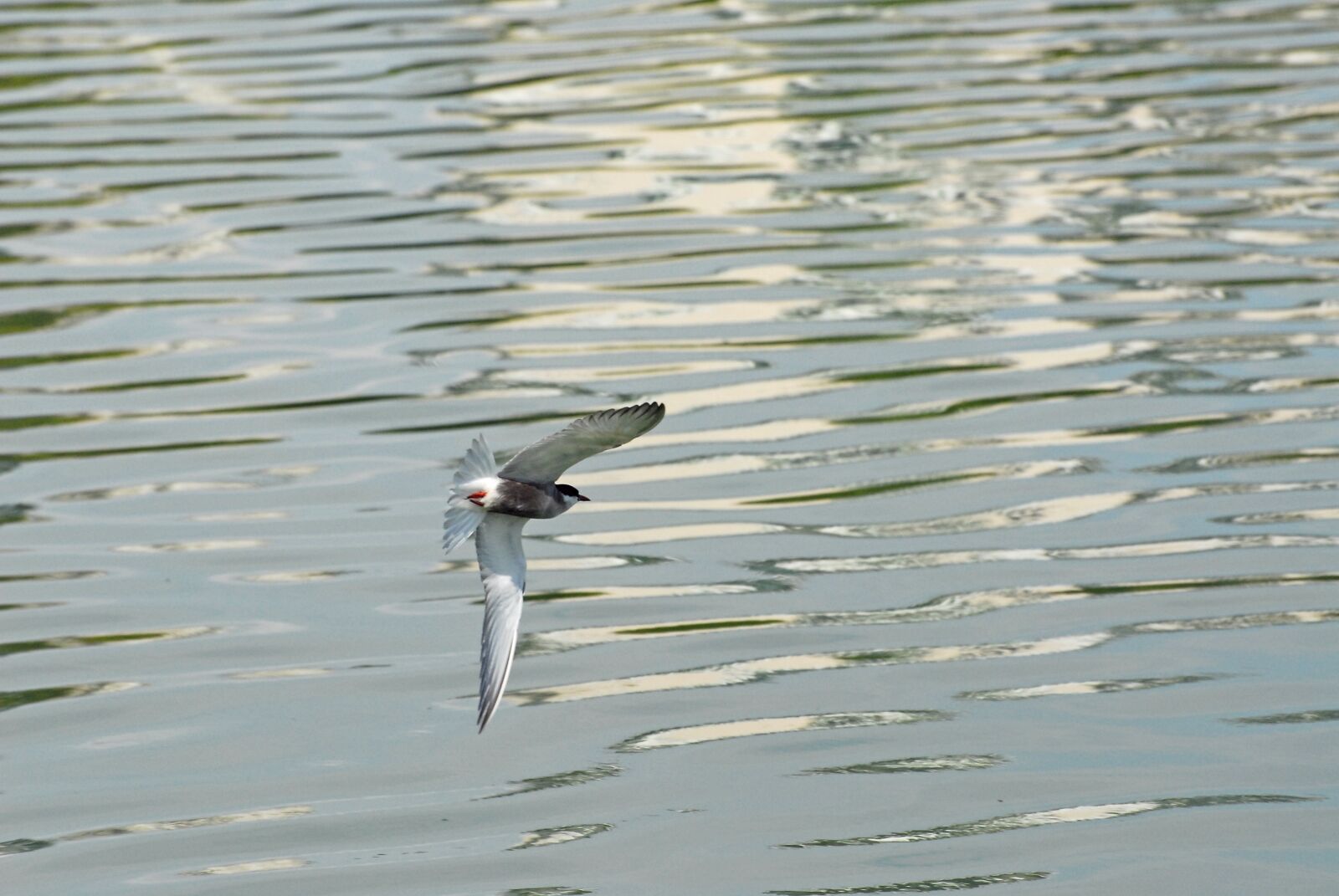 Nikon D200 sample photo. Lake, water, nature photography