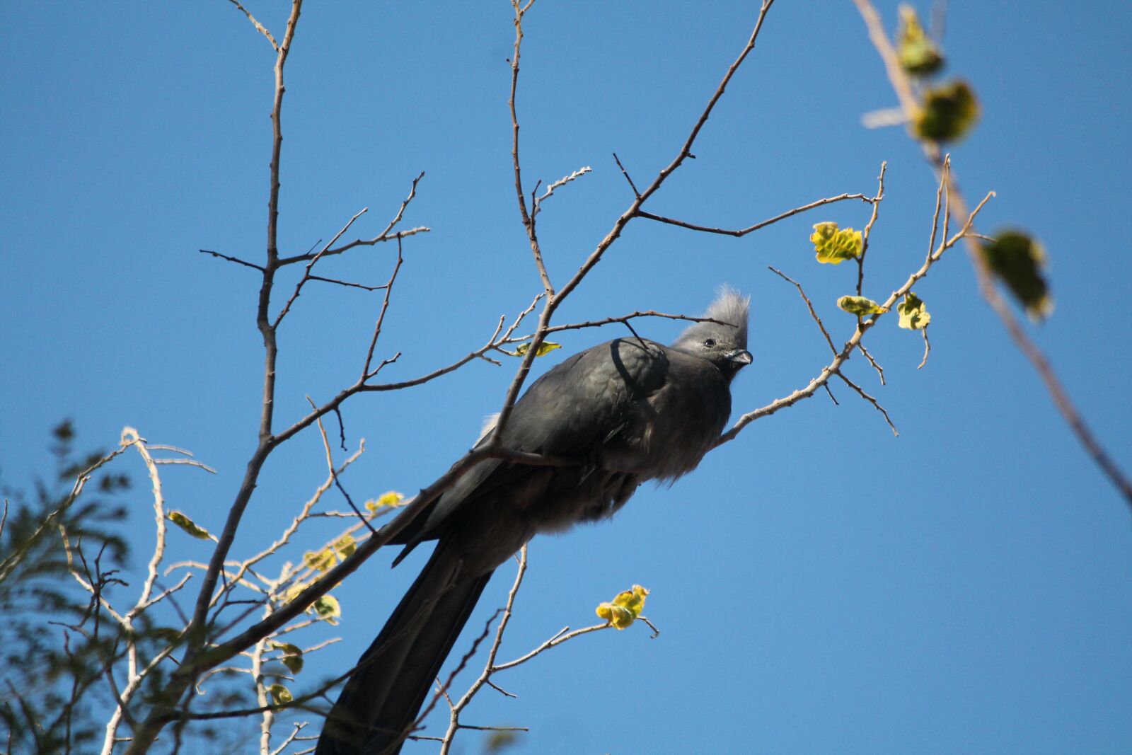 Canon EOS 1100D (EOS Rebel T3 / EOS Kiss X50) sample photo. Animal, bird, grey lourie photography