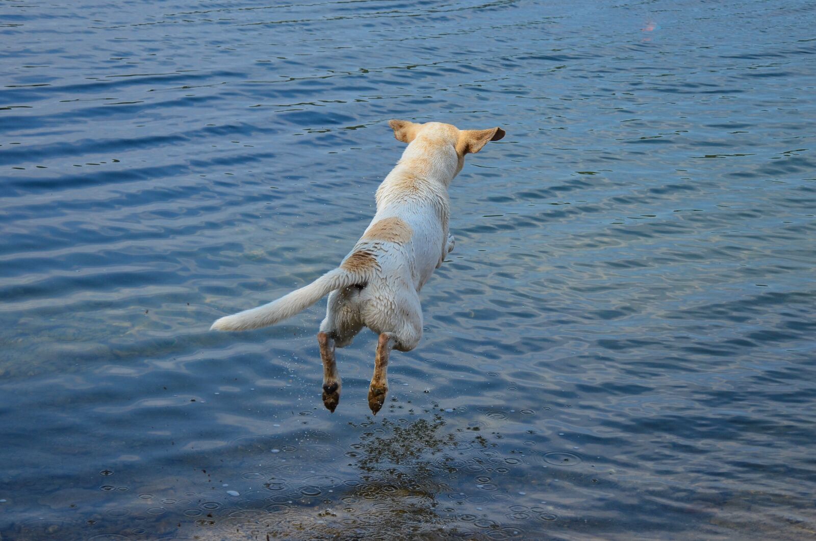 Nikon D5100 sample photo. Dog, pet, friend photography