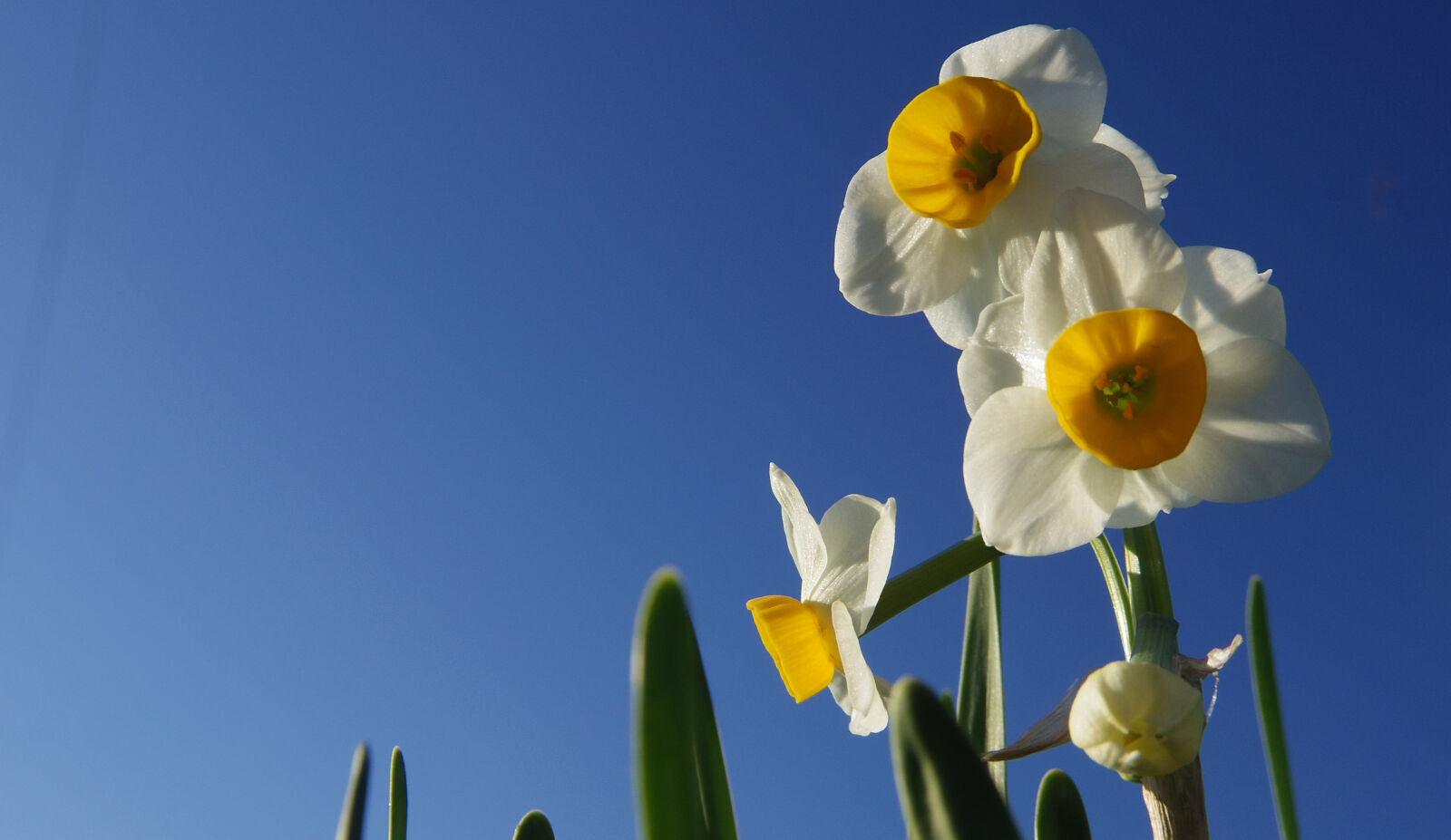 Pentax Q10 sample photo. Flower photography