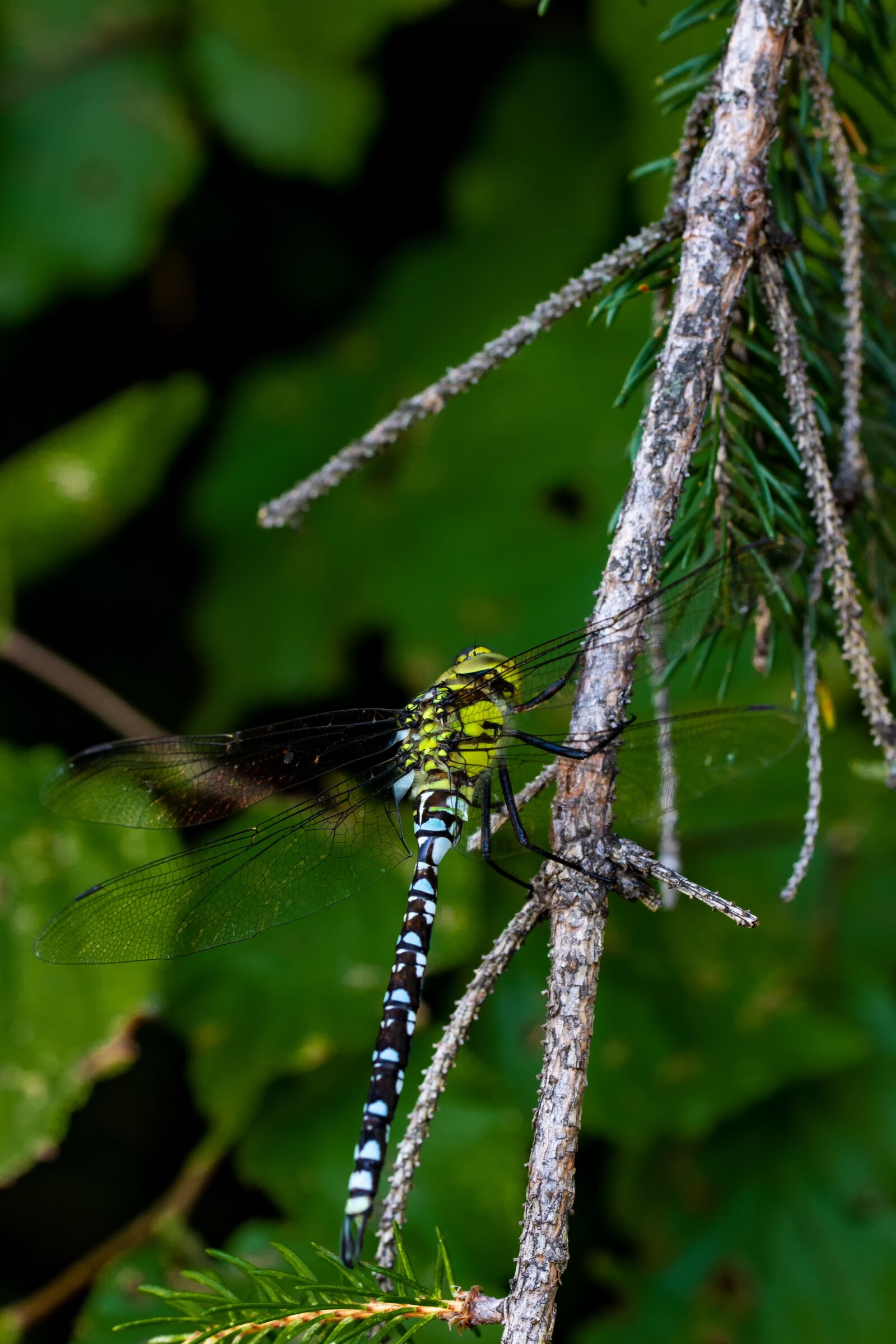 Canon EOS 7D + Canon EF 100mm F2.8L Macro IS USM sample photo. Dragonfly, insect, nature photography