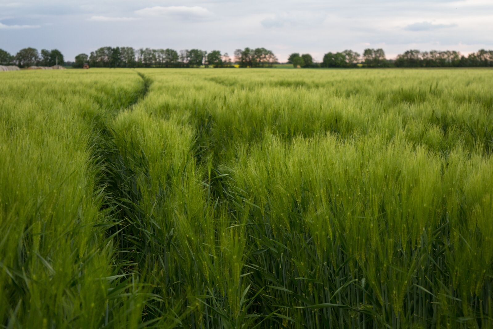 Canon EOS 600D (Rebel EOS T3i / EOS Kiss X5) + Canon EF 16-35mm F4L IS USM sample photo. Cornfield, field, green photography