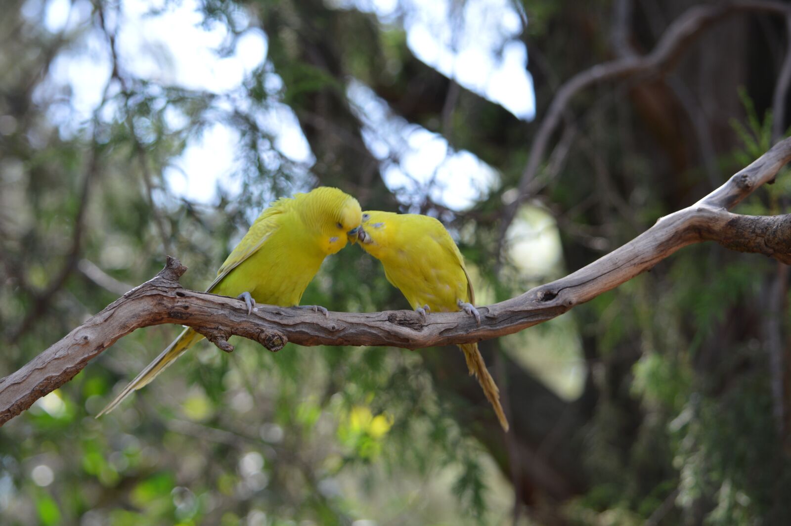 Nikon D3200 sample photo. Birds, parakeets, plumage photography