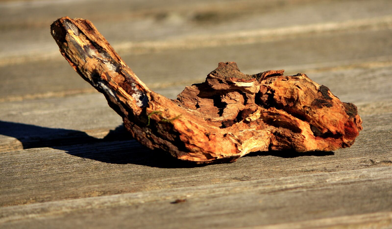 Canon EOS 550D (EOS Rebel T2i / EOS Kiss X4) sample photo. Artifact, wood piece, root photography