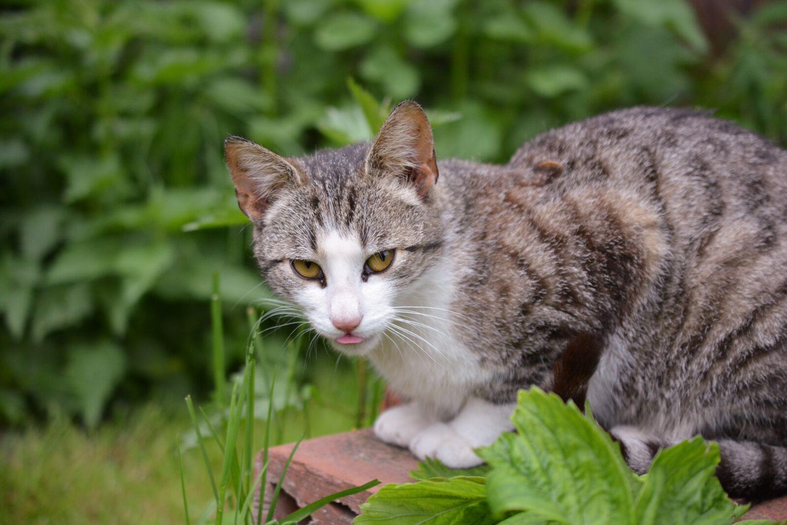 Nikon D5200 sample photo. Cat, curious, lurking photography