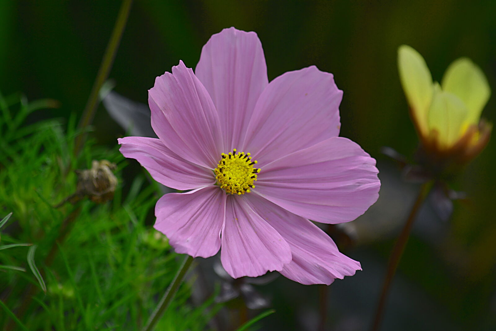 Nikon D5200 sample photo. Botanique, couleurs, fleur, flore photography