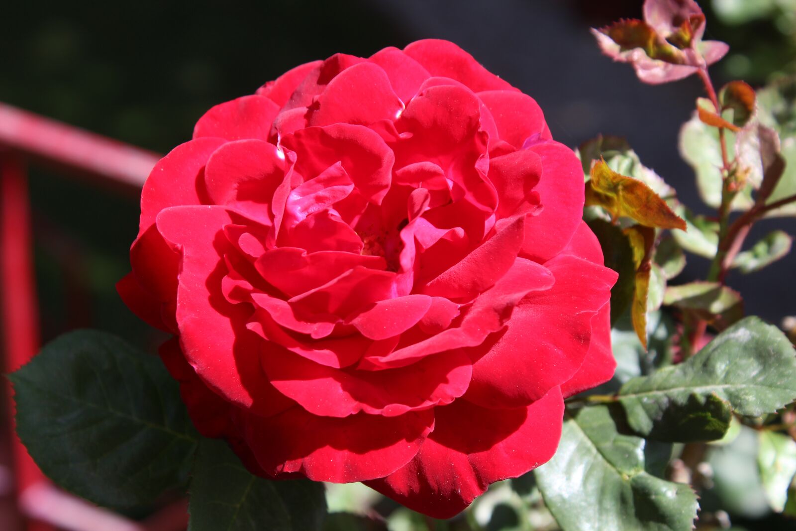 Canon EOS 1300D (EOS Rebel T6 / EOS Kiss X80) sample photo. Rose, flower, nature photography