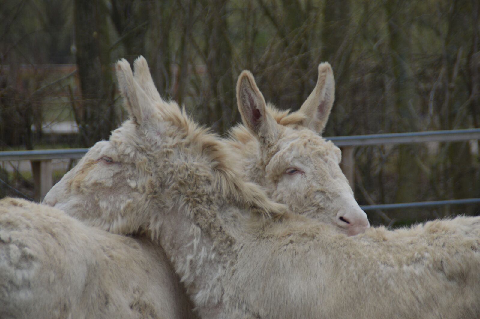 Nikon D3200 sample photo. White, donkey, cute photography