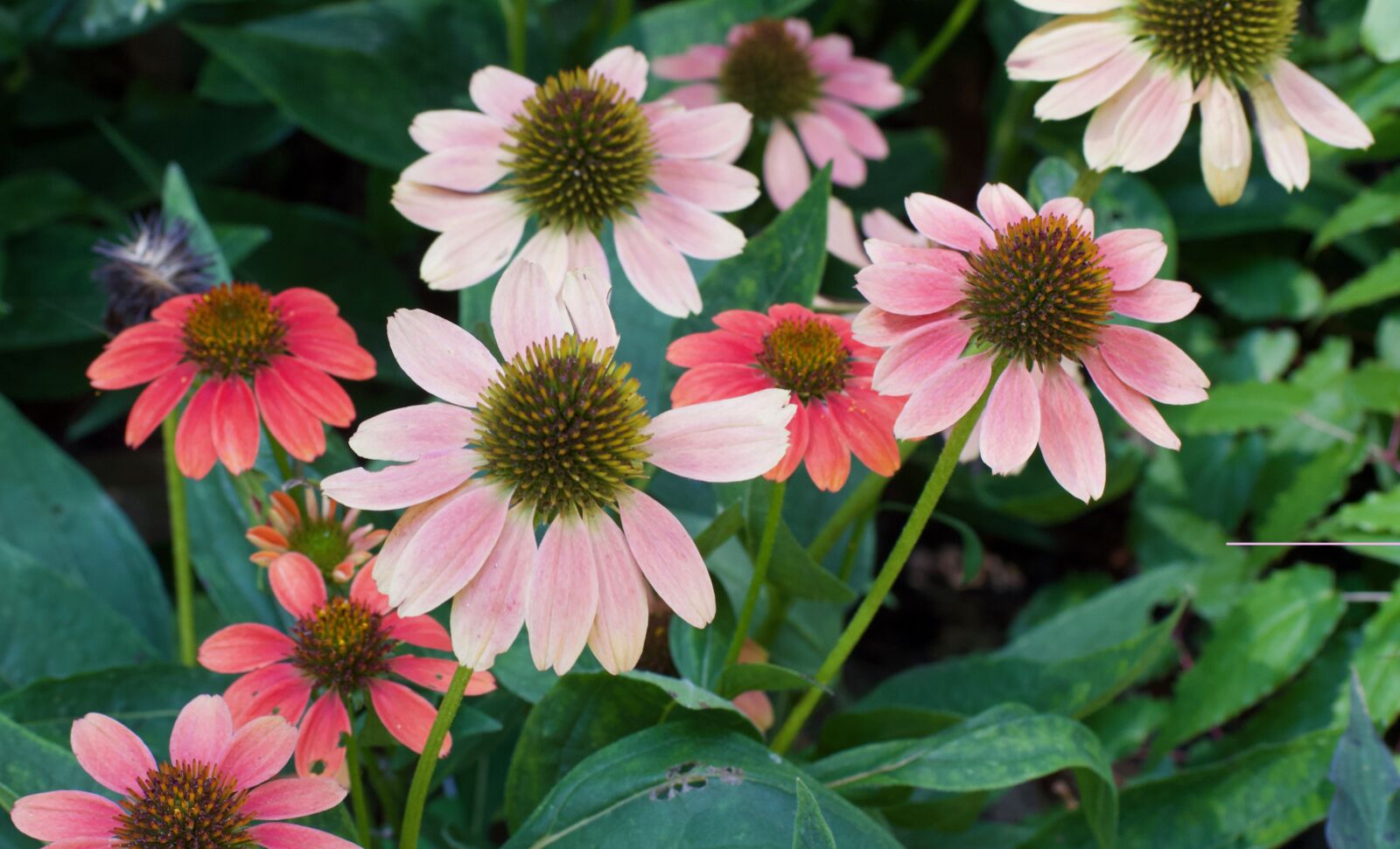 Nikon D3200 sample photo. Nature, colorful, flowers photography