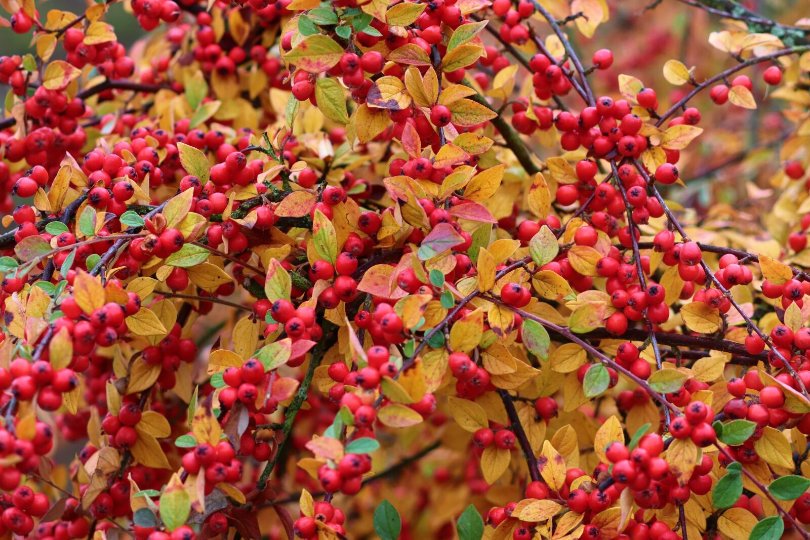 Canon EOS 200D (EOS Rebel SL2 / EOS Kiss X9) sample photo. Firethorn, berries, red photography
