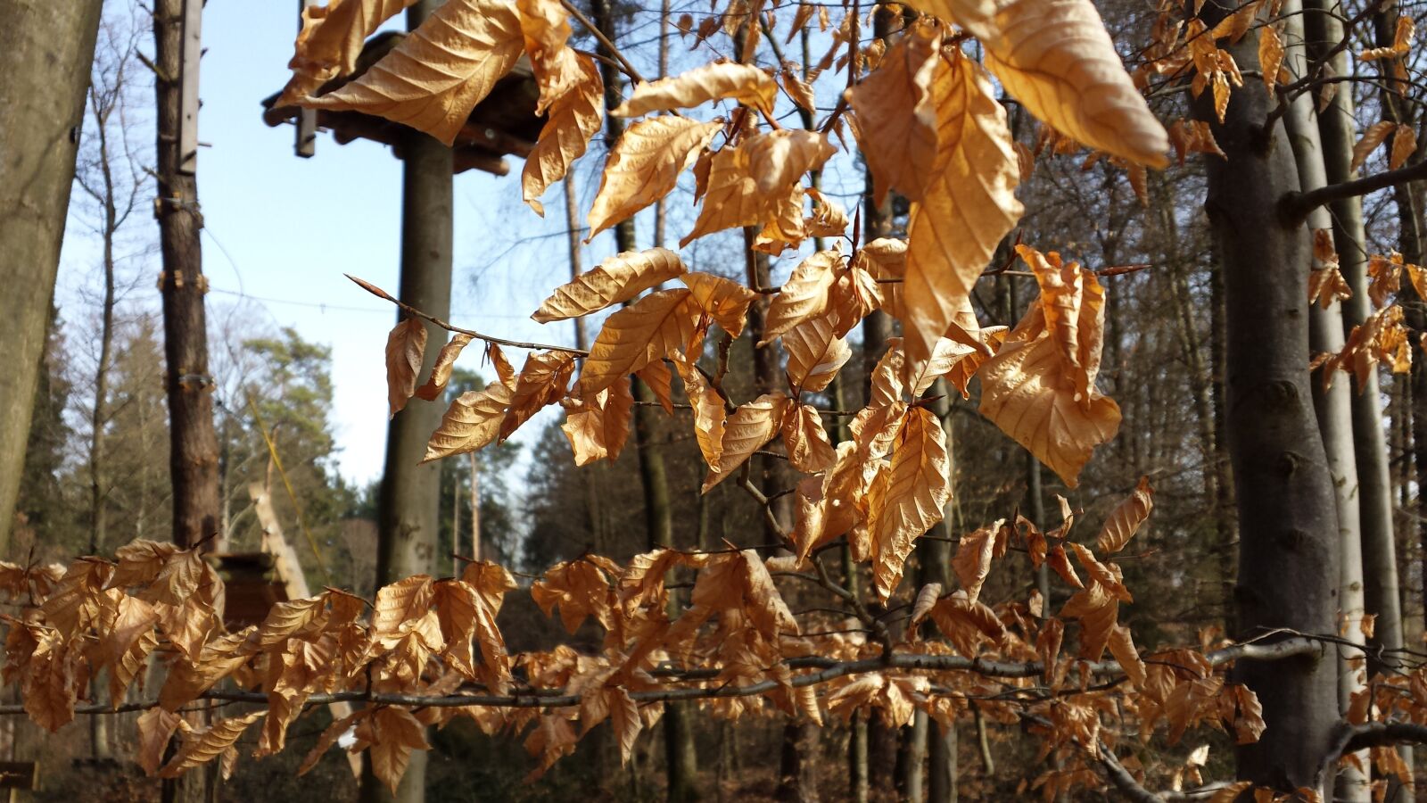 Samsung Galaxy S4 sample photo. Leaves, colorful, autumn photography