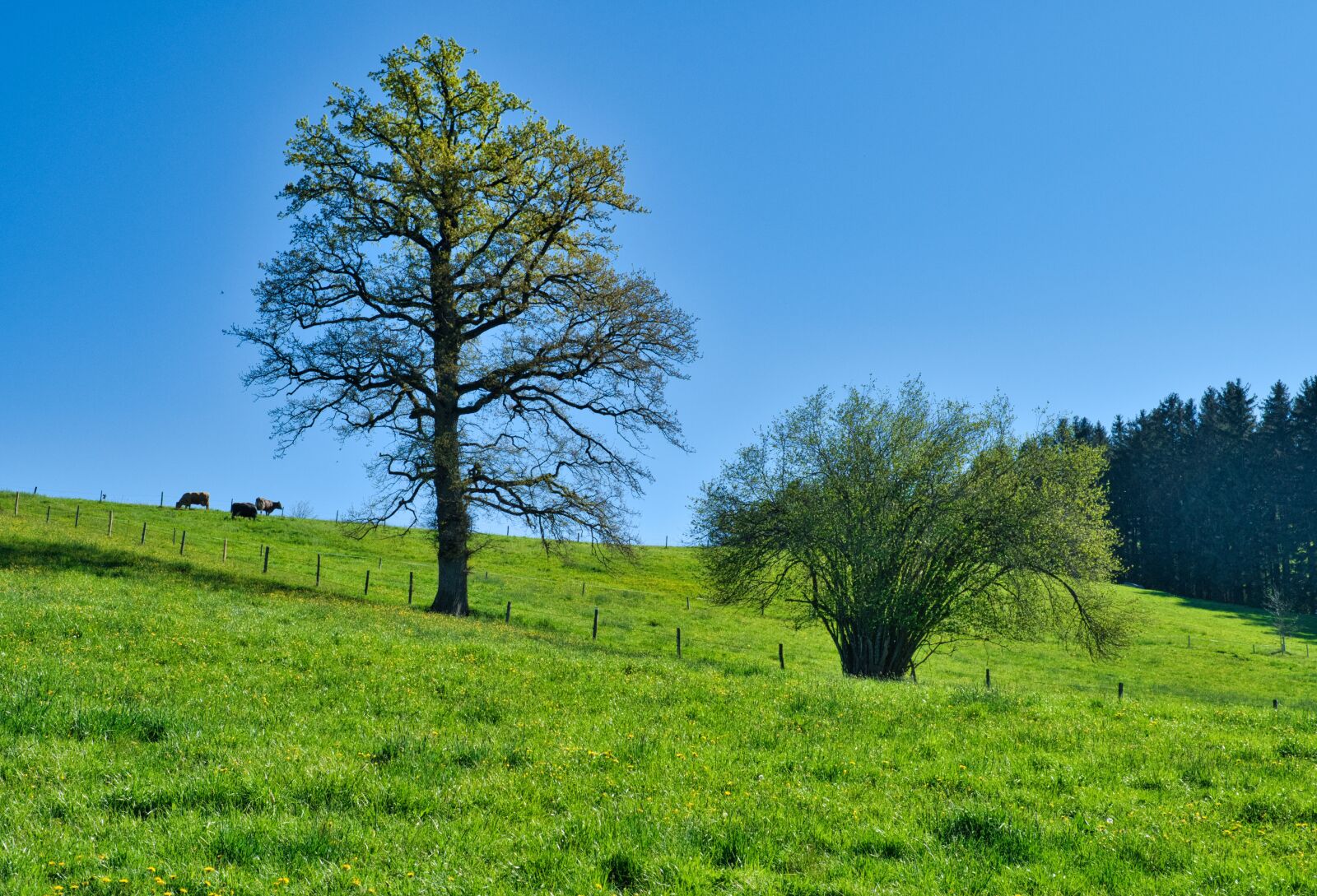 Nikon D7500 sample photo. Spring, nature, trees photography