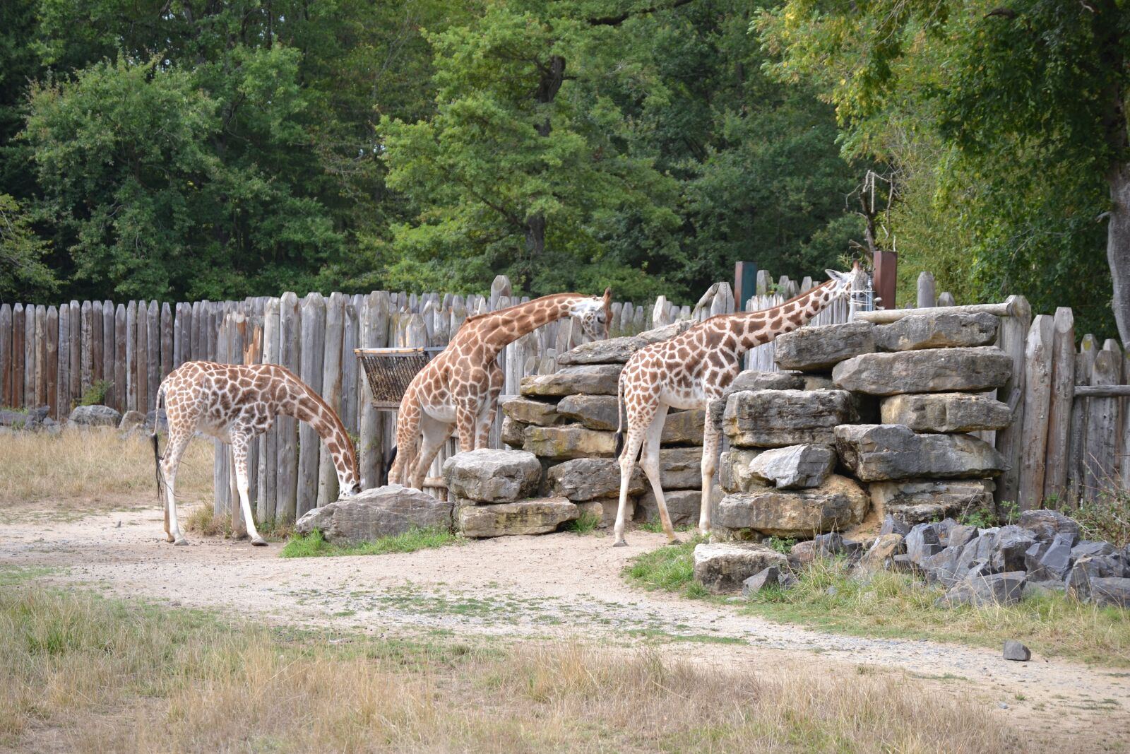 Nikon D3100 sample photo. Giraffe, africa, vacancy photography