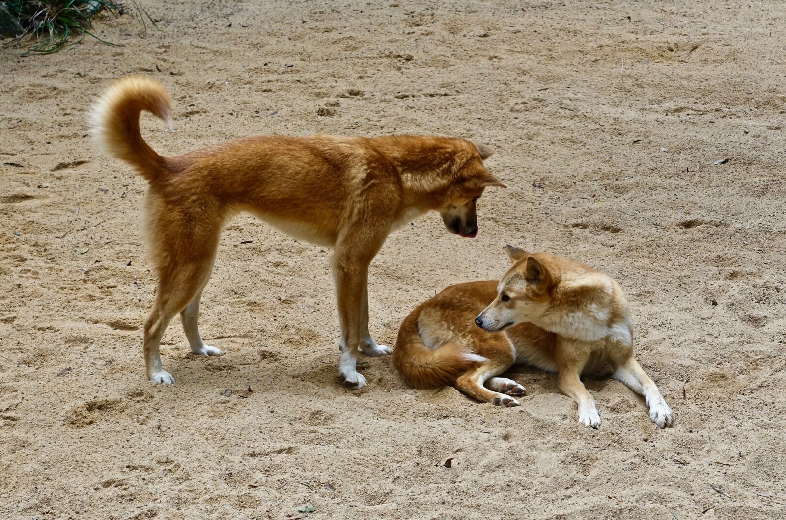 Sony Cyber-shot DSC-RX100 III sample photo. Dingo, dog, australian photography