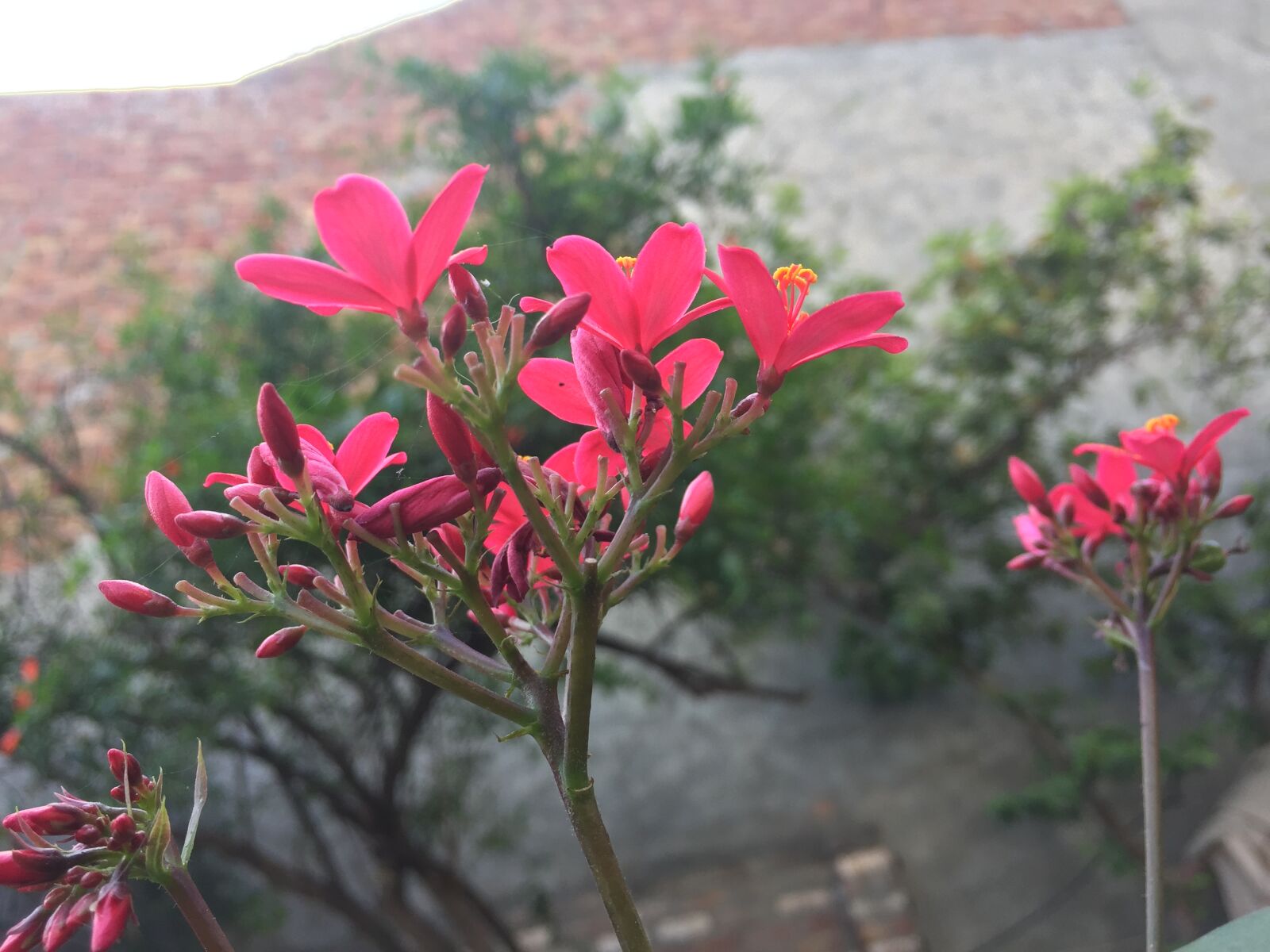 Apple iPhone 6 sample photo